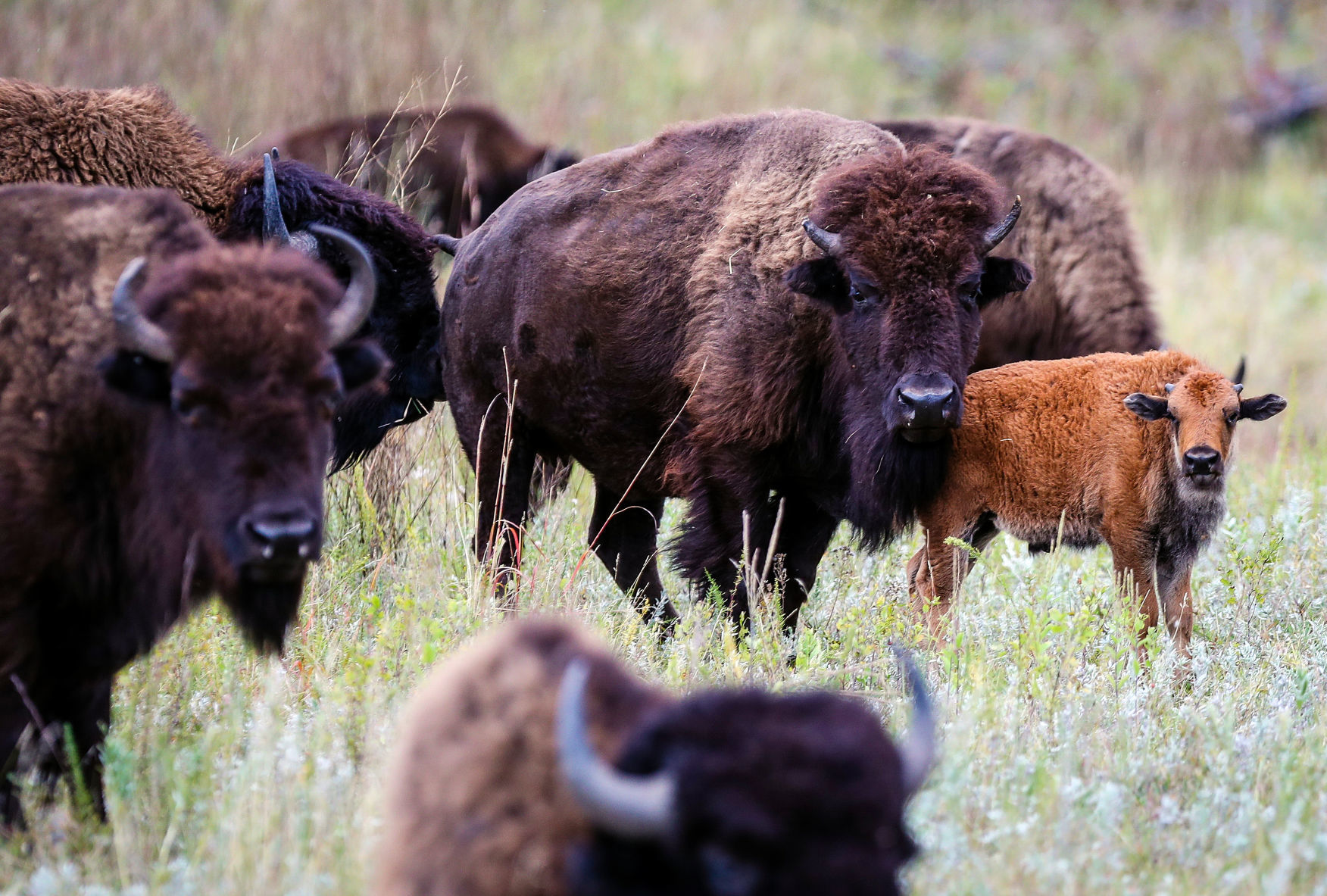 Custer State Park Prepares For Roundup
